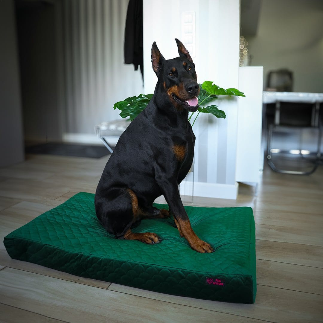 legowisko ortopedyczne psia wygoda