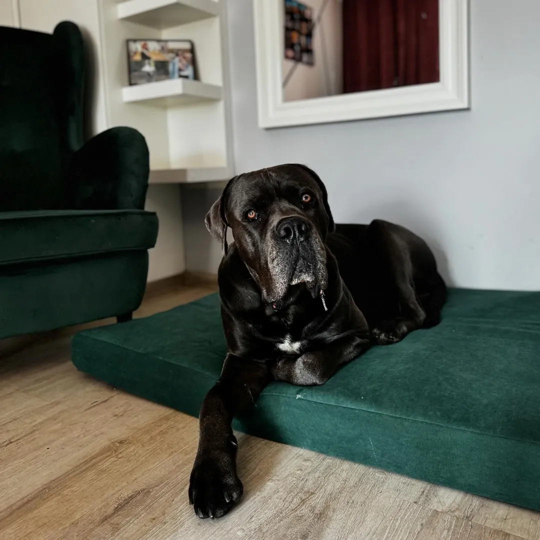 pies cane corso leżący na zielonym materacu ortopedycznym dla psa marki Psia wygoda