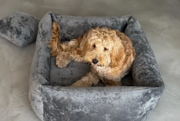 pies labradoodle na szarym legowisku