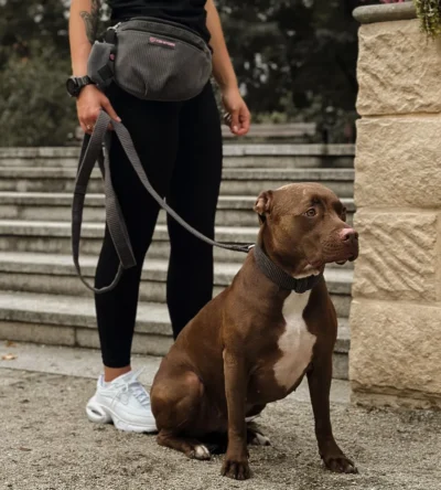 kobieta trzymająca w dłoni smycz marki Psia Wygoda przypiętą do brązowego psa rasy pitbull