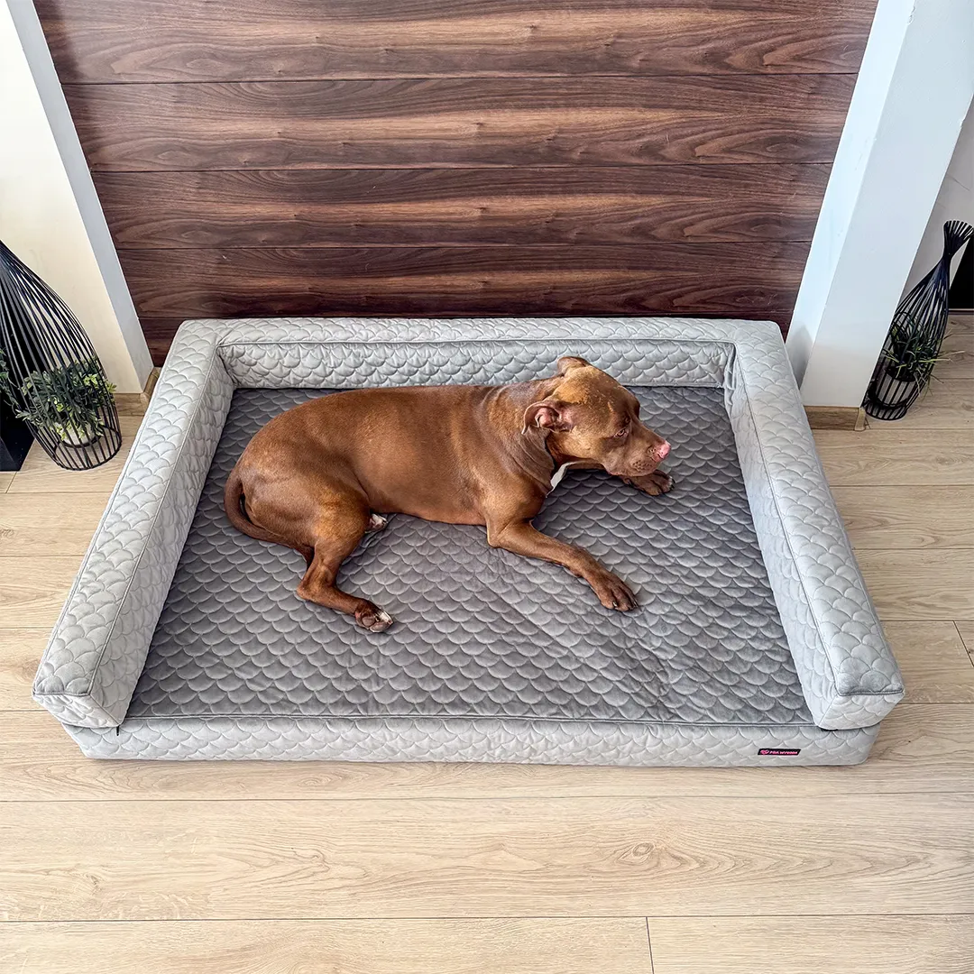 brązowy pitbull leżący na szarej sofie ortopedycznej marki Psia wygoda w salonie