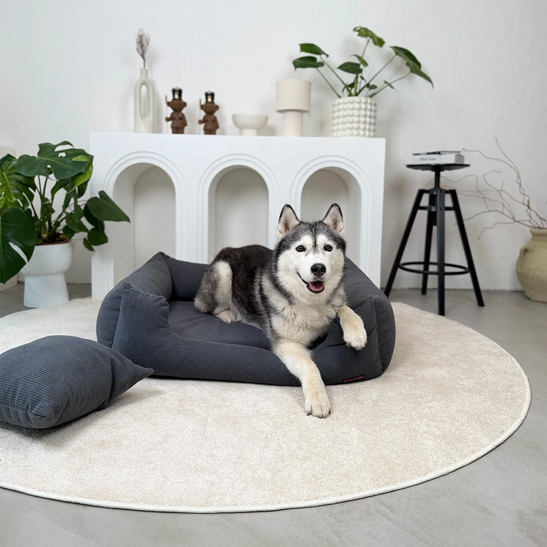 pies husky na antracytowej kanapie ortopedycznej marki Psia Wygoda w salonie w skandynawskim stylu