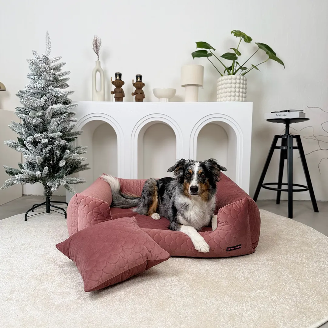 pies border collie na różowej kanapie ortopedycznej firmy Psia Wygoda w salonie w skandynawskim stylu