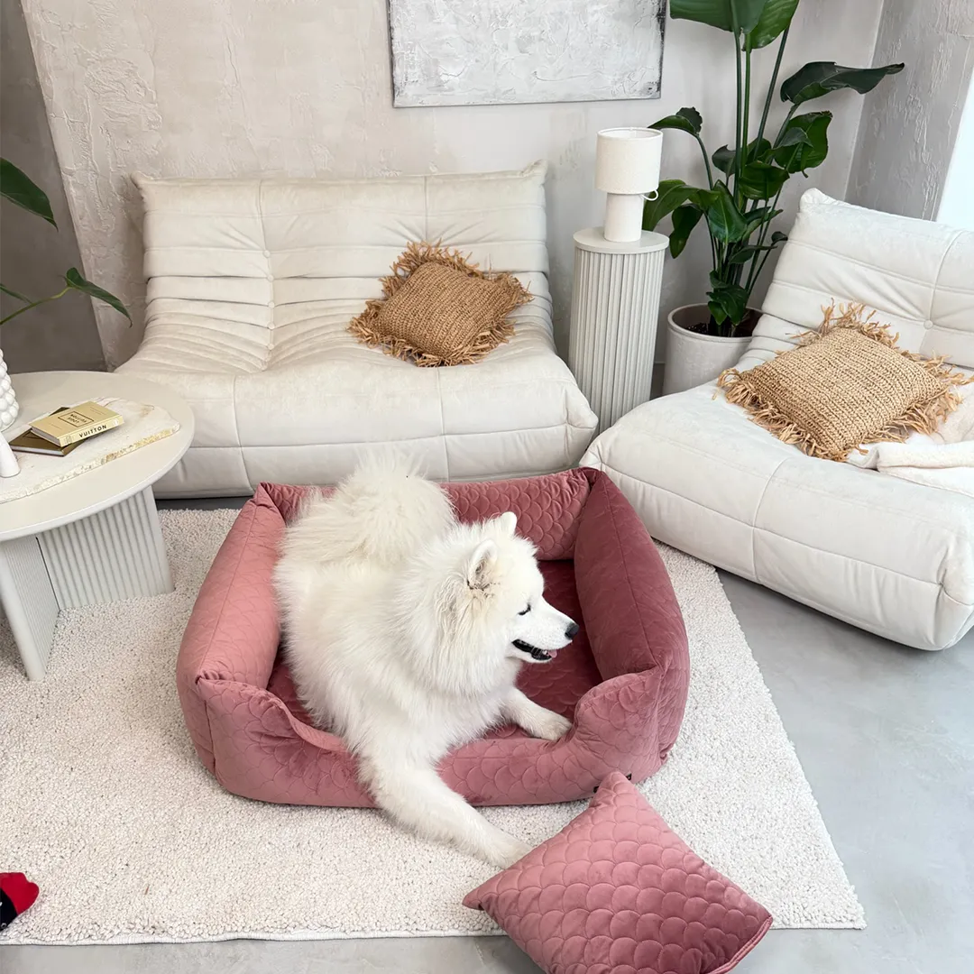 biały pies samoyed na różowej kanapie ortopedycznej firmy Psia Wygoda w salonie w skandynawskim stylu