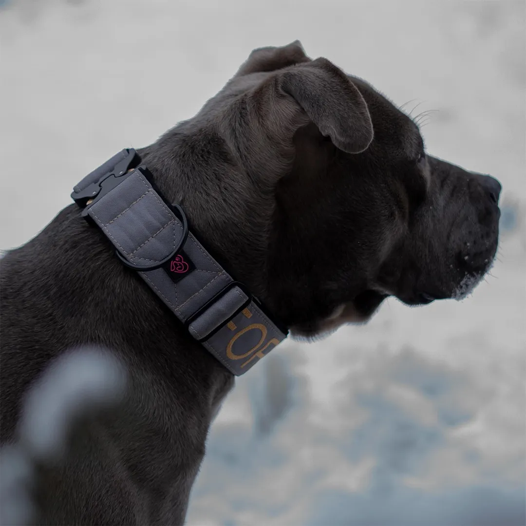 Pies rasy amstaff z szarą obrożą z haftem imienia na szyi zapinaną na klamrę COBRA marki Psia Wygoda